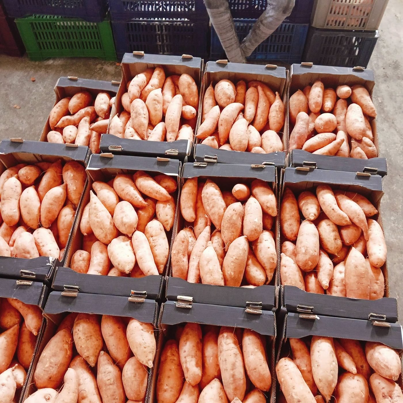 Graded sweet potatoes in packhouse bins