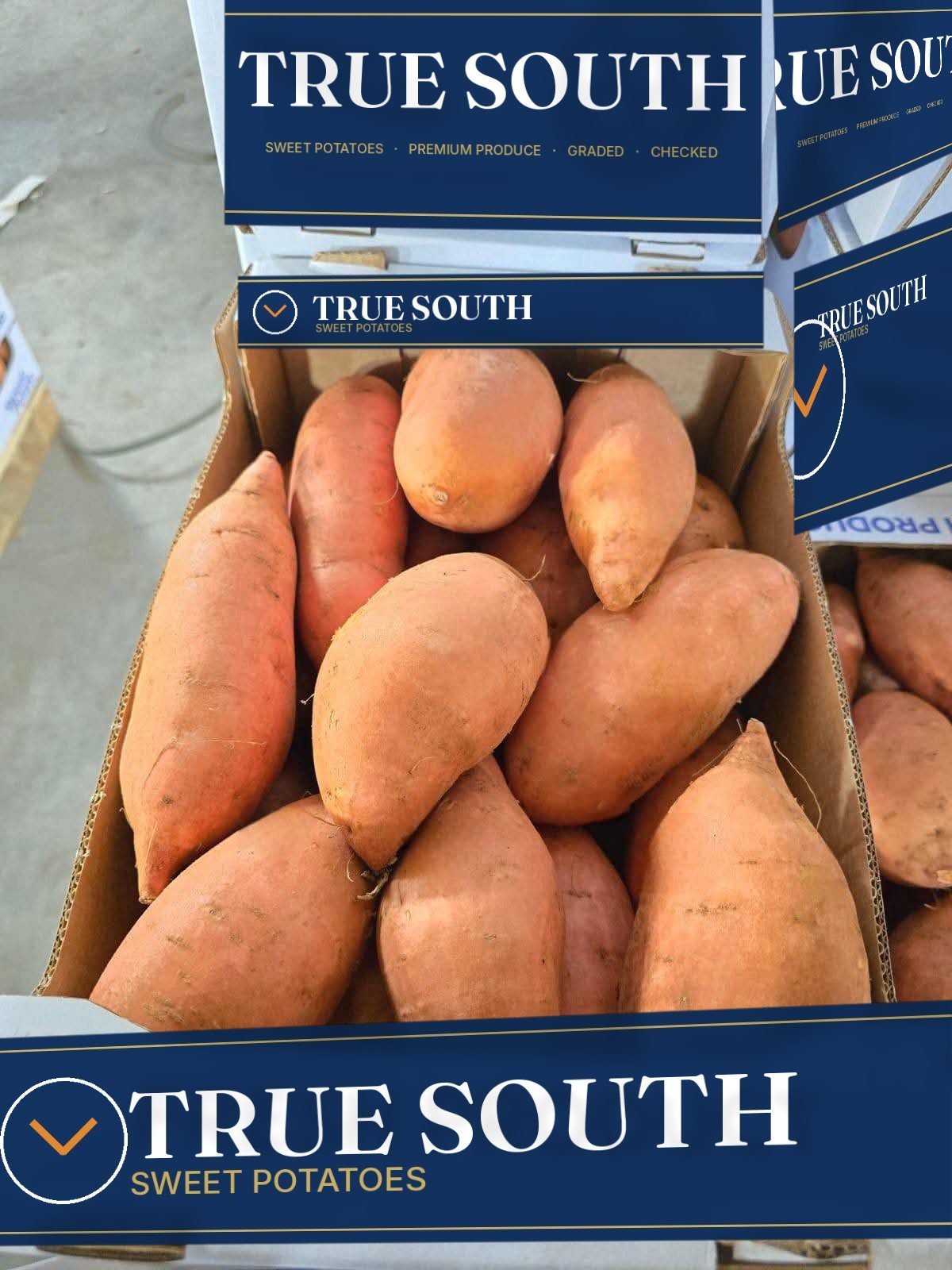 TRUE SOUTH export carton of graded sweet potatoes