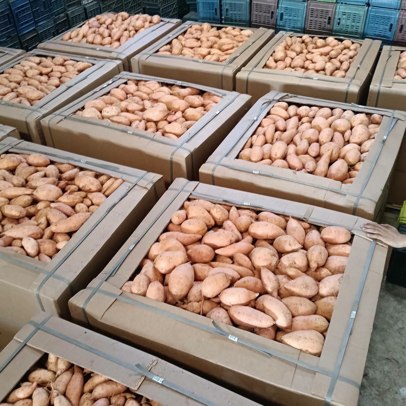 Sweet potatoes graded by size in rows of bins