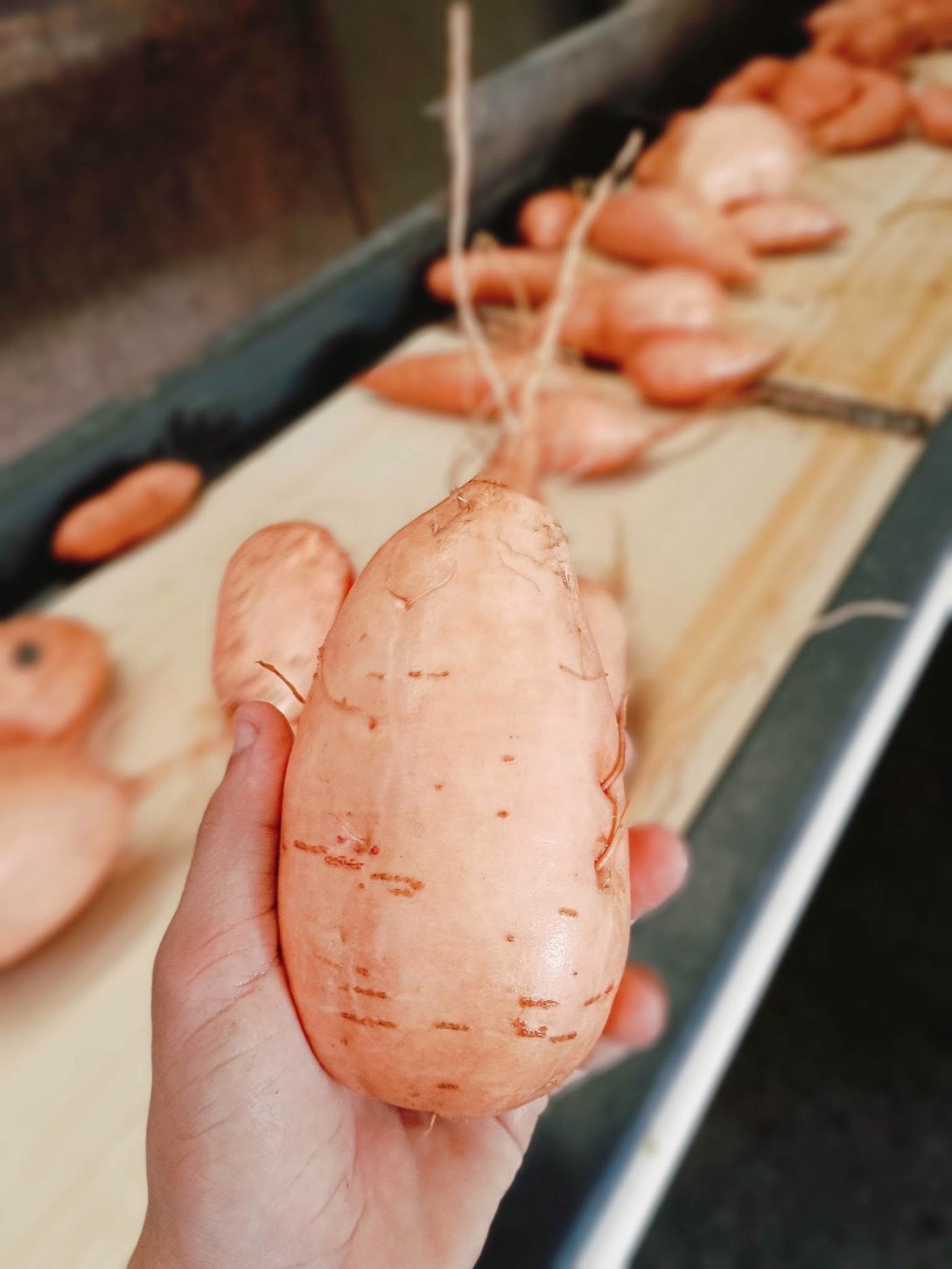 Freshly harvested sweet potato