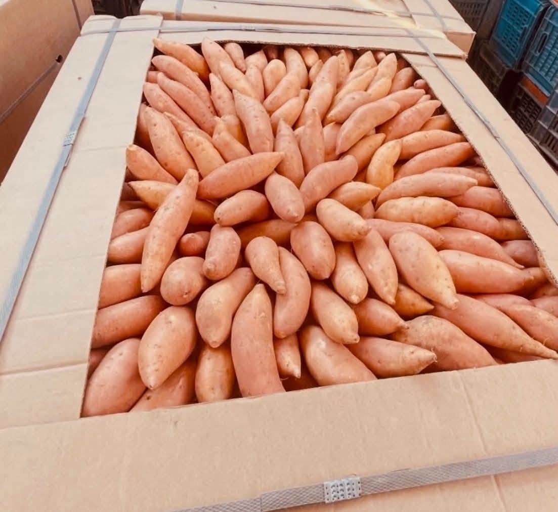 Single bin of graded sweet potatoes